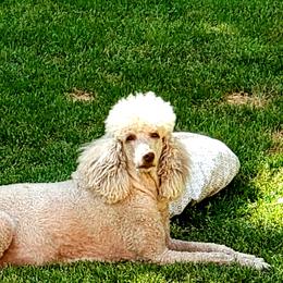 Poodle Puppies from Copper Canyon Standard Poodles