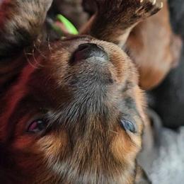 Rex - Chocolate and tan male Dachshund puppy in Strong, Arkansas from Dachshunds R Us