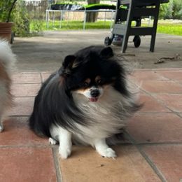Pomeranians from Lorberau Legacy Poms