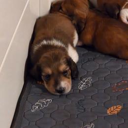 Yoshi - Piebald male Dachshund puppy in Oklahoma from Wilkinson’s Waggish Weiner Dogs