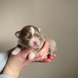 Girl 1 - Blue brindled fawn female Chihuahua puppy in North Ridgeville, Ohio from Happy Pups