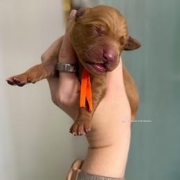 Orange - Dark golden male Golden Retriever puppy in Gillete, Wyoming from Red Prairie Retrievers