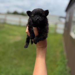 Queen - Black and brindle female Pomeranian puppy in Nashville, Arkansas from Cuddles n Curls