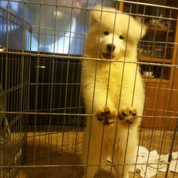 Samoyed Puppies from Alta Samoyeds