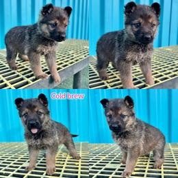 Cold Brew - Girl 4 - Sable female German Shepherd puppy in Oakley, California from Von Guadachi German Shepherds & Audacity Border Collies