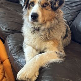 Stella - Australian Shepherd