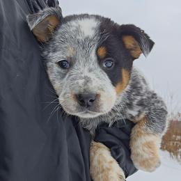 Sugs baby - Blue speckled male Australian Cattle Dog puppy in Dalton, Pennsylvania from Whiteduck Mountain Kennel AKC Australian Cattle Dogs and AKC Fox Red Labrador Retrievers