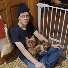 Yorkshire Terriers from Mike's Puppies