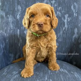 Australian Labradoodle Puppies from Pinnacle Labradoodles