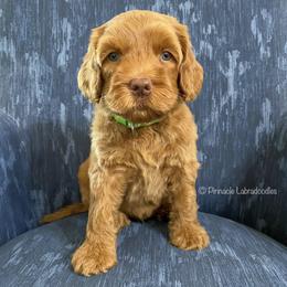 Australian Labradoodle Puppies from Pinnacle Labradoodles