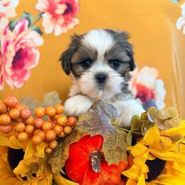 Twilight sparkle - Black gold and white female Shih Tzu puppy in Hemet, California from Aloha Shih Tzu