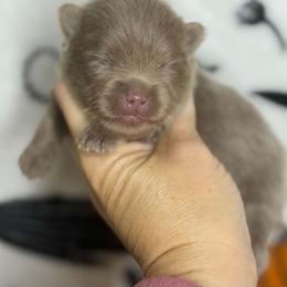 GUCCI - Lavender male Pomeranian puppy in Kingwood, Texas from Treasured Jewels Pomeranians