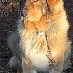 Karakachans from DeMaria Farm