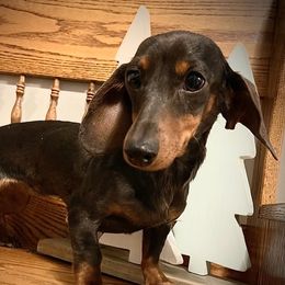 Baby Belle - Dachshund