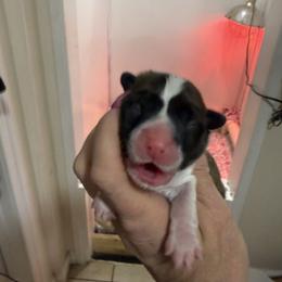 Dark blue collar boy - Red male Pembroke Welsh Corgi puppy in Hayes, Virginia from Gainesfield Labradors and Pembroke Welsh Corgis