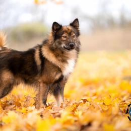 Nenets Herding Laika puppies from Skais the Limit