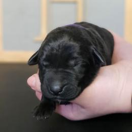 Dolly - Black female Labrador Retriever puppy in Macomb, Missouri from Hicks Family Homestead