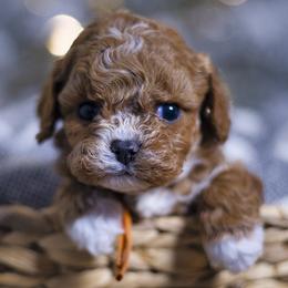 Sugar Cookie - female Cavapoochon puppy in Mead, Washington from Habibi Bears - Beloved Teddy Bear Puppies