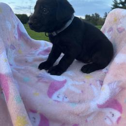 Boy 5 - Black male Labrador Retriever puppy in Centerville, Pennsylvania from Rose Haven Farm