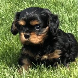 Cavalier King Charles Spaniel Puppies from MoxMox Cavaliers