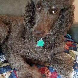 Poodle All Grown Up from Sonshine Retreat Poodles