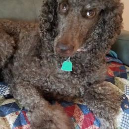 Poodle All Grown Up from Sonshine Retreat Poodles