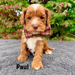 Paul - Caramel red male Australian Labradoodle puppy in Mason, Michigan from Monarch Labradoodles