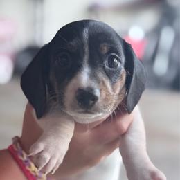 Pie girl - Piebald female Dachshund puppy in Madison, Wisconsin from SK Miniature   Dachshunds