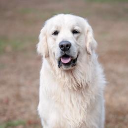Carl - Golden Retriever