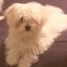 Grace - Coton de Tulear