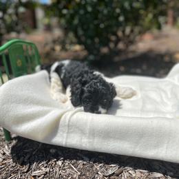 Louie - Black and white male Cavapoo puppy in Thorndale, Texas from Hattie’s Texas Cavapoos