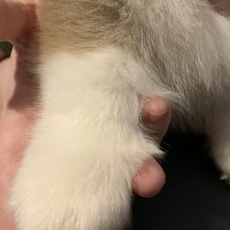 Pembroke Welsh Corgis from Her Royal Corgi
