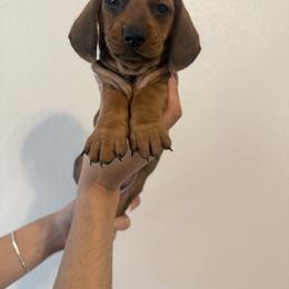 Dachshund Puppies from Doxies AZ