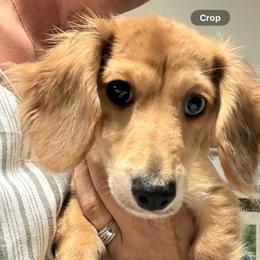 Pepper - Cream female Dachshund puppy in Broken Arrow, Oklahoma from Native Dachshunds
