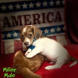 Miller - Piebald male Dachshund puppy in Hooks, Texas from The Gentle Kennels