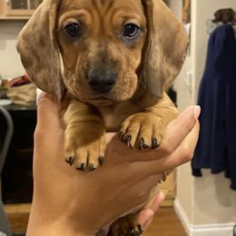 Dachshund Puppies from Ripon Dachshunds