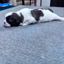 Sprinkles - Liver and white male Shih Tzu puppy in Toccoa, Georgia from Shorkie & Shih Tzu Haven