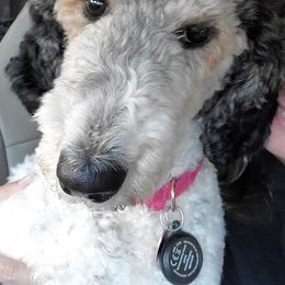 Goldendoodles and Poodles from Southern Enchanted Doodles