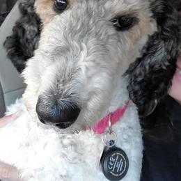 Goldendoodles and Poodles from Southern Enchanted Doodles