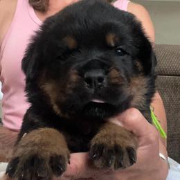 Gale - Black and mahogany female Rottweiler puppy in Crothersville, Indiana from The Solid Rock Kennel