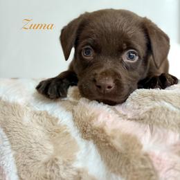 Zuma - Chocolate male Labrador Retriever puppy in Tomahawk, Wisconsin from Mahner Labs