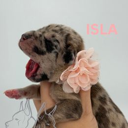 Isla - Merle female Great Dane puppy in Michigan from Ohana Great Danes of Michigan