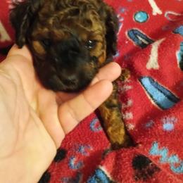 Girl two - Chocolate female Cavapoo puppy in East Providence, Rhode Island from Marta's Cavaliers