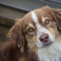 Captain - Australian Shepherd
