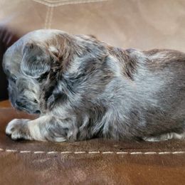 Boy 1 - Tricolors French Bulldog puppy in Oroville, Washington from Wildfire K9's