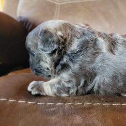 Boy 1 - Tricolors French Bulldog puppy in Oroville, Washington from Wildfire K9's