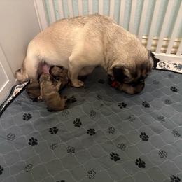 Girl 1 - Fawn female Pug puppy in Frisco, Texas from RD Pugs