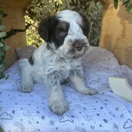 Rocket - Liver male Miniature Schnauzer puppy in Hemet, California from Journee Home Mini Schnauzers