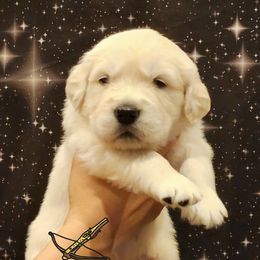 Chewbarka - Light golden male Golden Retriever puppy in Gahanna, Ohio from Land of Gold - English Golden Retrievers