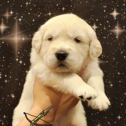 Chewbarka - Light golden male Golden Retriever puppy in Gahanna, Ohio from Land of Gold - English Golden Retrievers